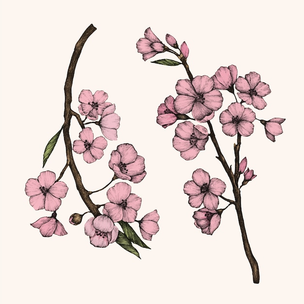 Vector illustration of cherry blossom flower