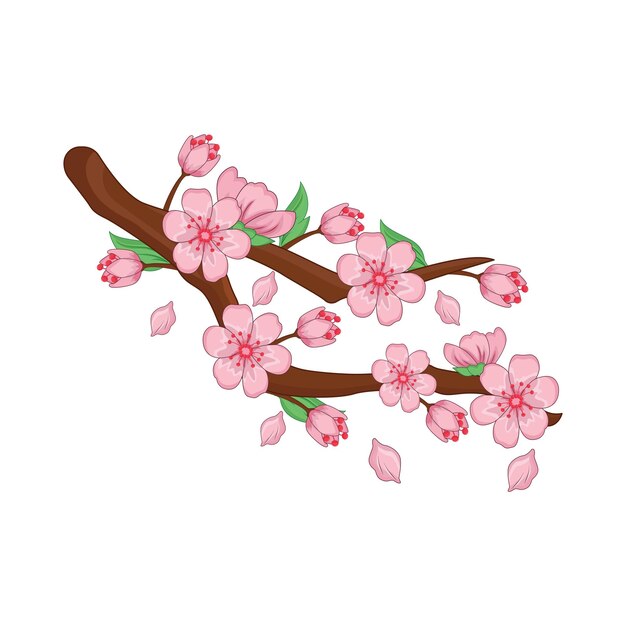 Vector illustration of cherry blossom