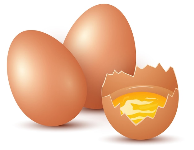 illustration of chicken eggs on white background