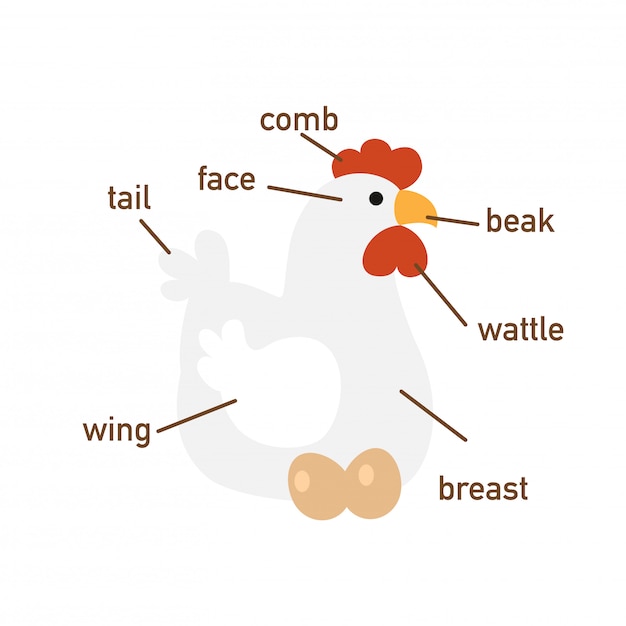 Illustration of chicken vocabulary part of body.vector