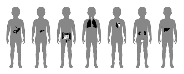 Vector illustration of child internal organs in boy body