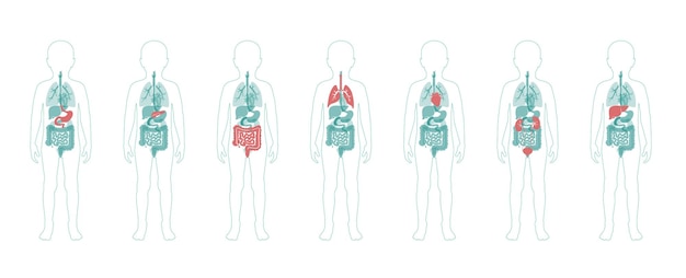 Illustrazione degli organi interni del bambino nel corpo del ragazzo