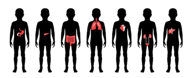 Illustration of child internal organs in boy body