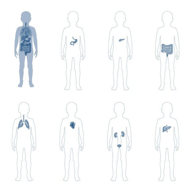 Premium Vector Illustration Of Child Internal Organs In Boy Body