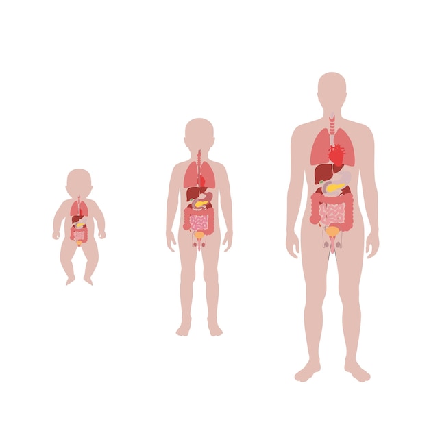 Vector illustration of child internal organs