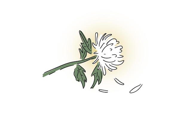 Illustration of Chrysanthemum flower.