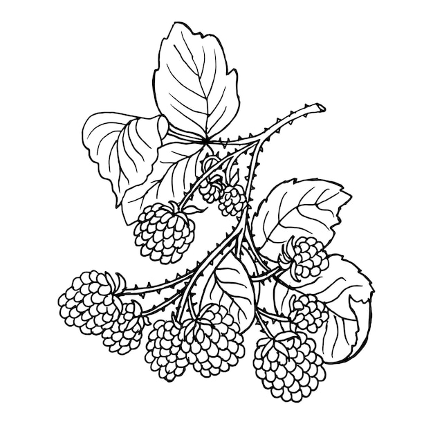 Illustration, clip-art, line art of raspberry branch with leaves

