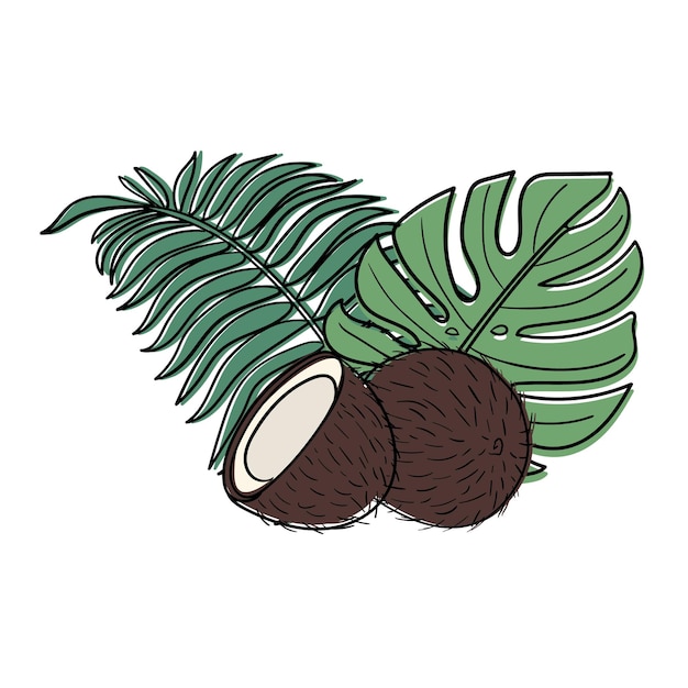 Illustration of coconut and half coconut with tropical leaves Doodle style vector image