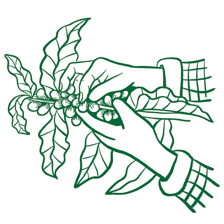 Vector illustration coffee leaf and bean vintage style