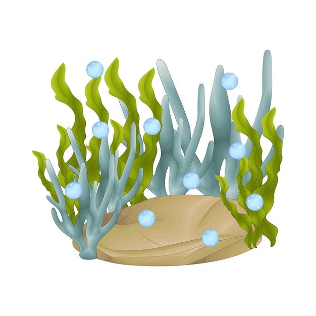 Vector illustration of coral