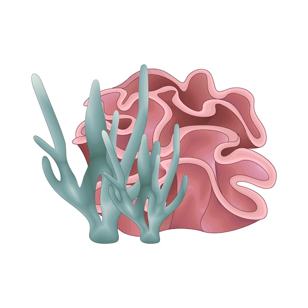 Vector illustration of coral
