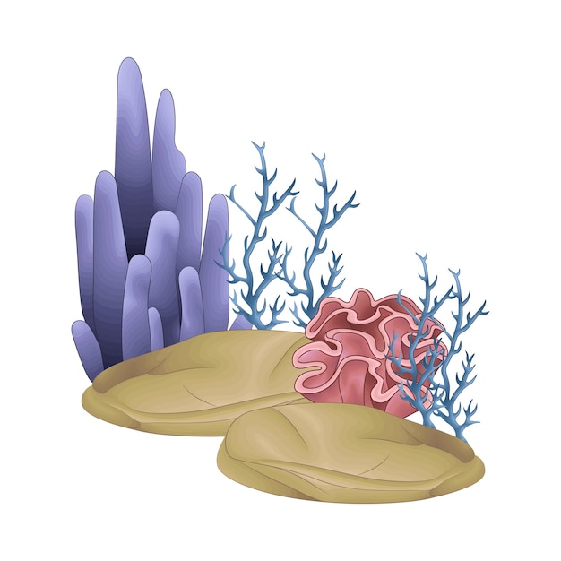 サンゴ の 描写