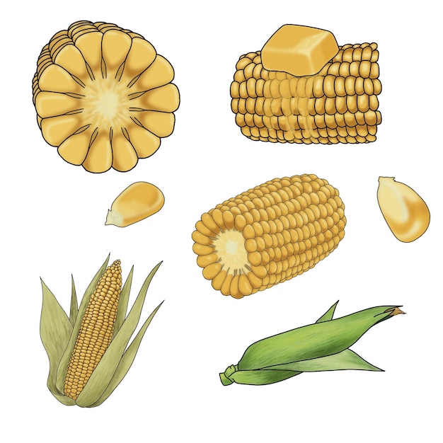 An illustration of corn flat clipart of a corn cob