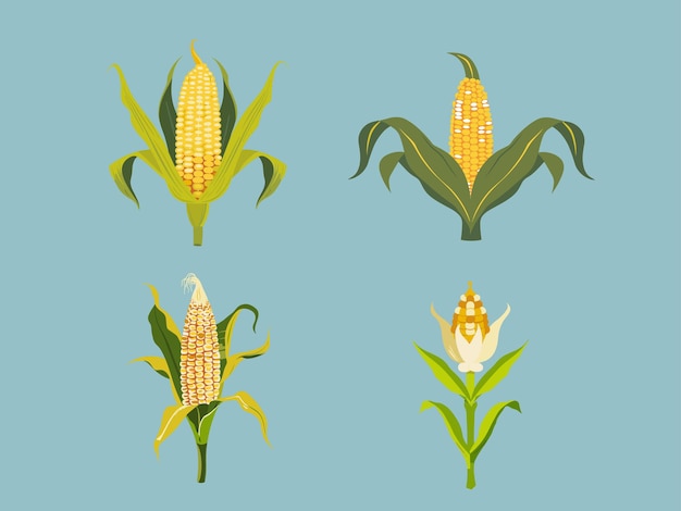 Illustration of Corn