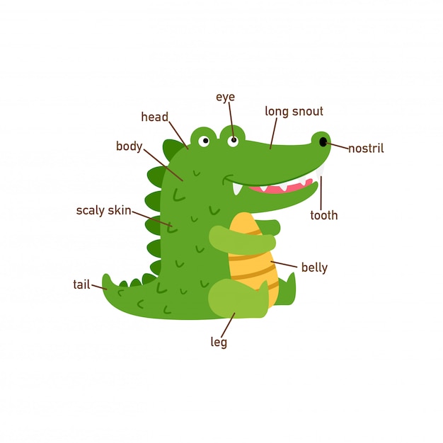 Illustration of crocodile vocabulary part of body.vector