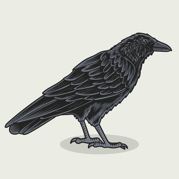 Illustration crow bird o white surface
