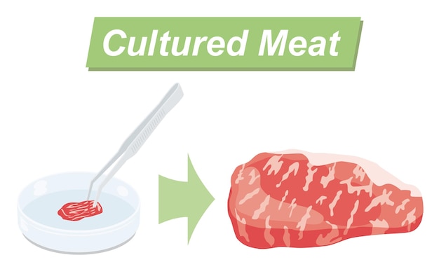 Vector illustration of the cultured meat