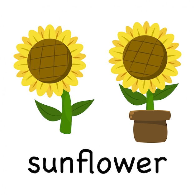 Illustration cute cartoon sunflower isolated on white background , minimal style , botanical