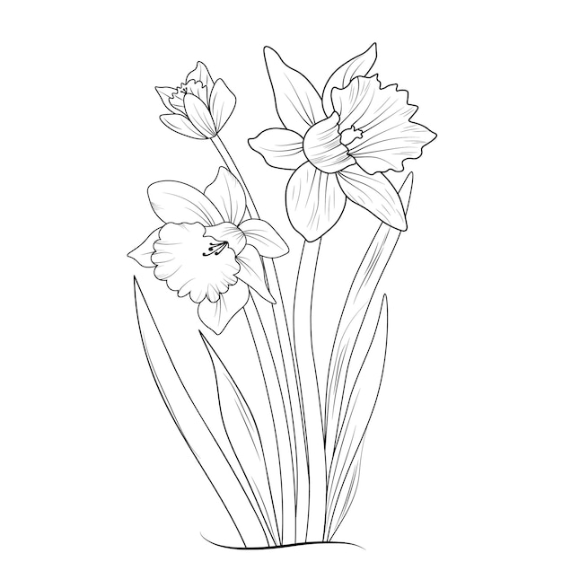 水仙の花のイラスト 手描きのベクター スケッチ 水仙の花の塗り絵とページ
