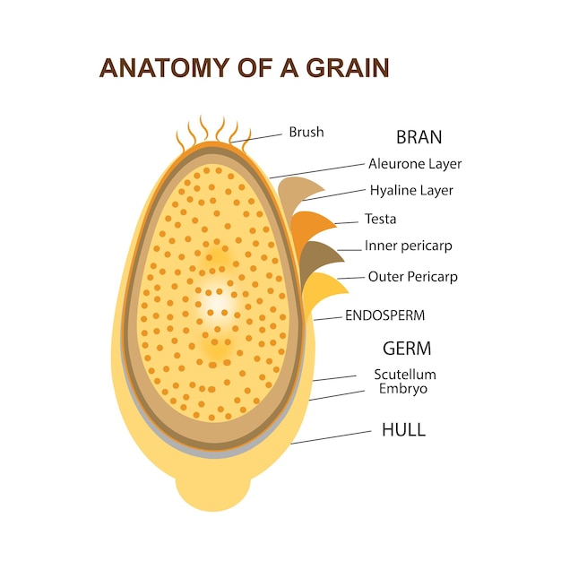 Illustration of detailed structure of grain