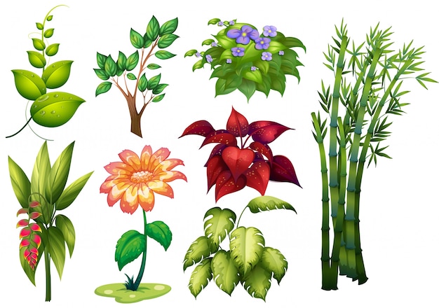 Illustrazione di diversi tipi di pianta e fiore