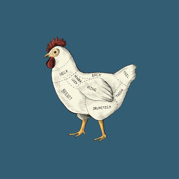 Vector illustration of different parts of hen