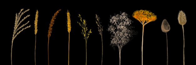 Vector illustration different spikelets on black background