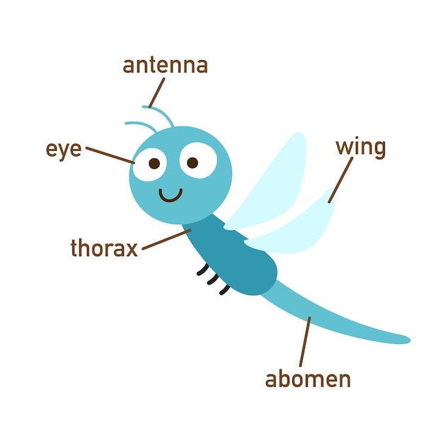 Vettore illustrazione della parte del vocabolario della libellula del bodyvector