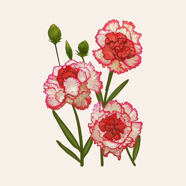 Vector illustration drawing of dianthus caryophyllus