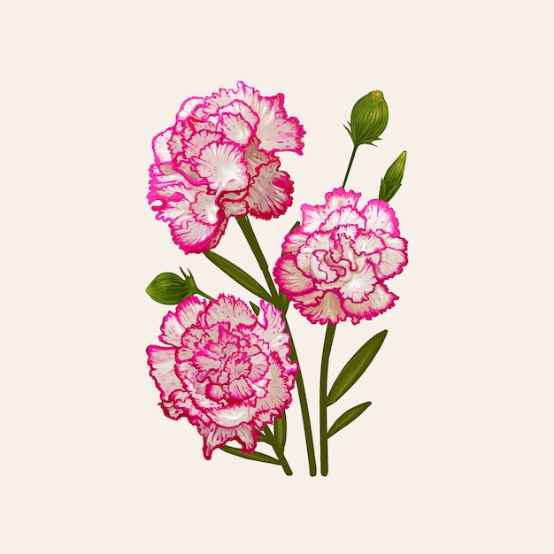 Vector illustration drawing of dianthus caryophyllus