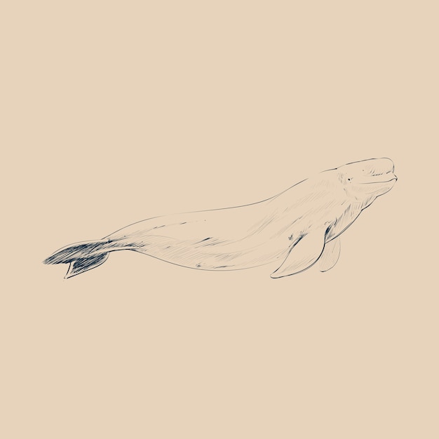 ベルーガクジラのイラスト描画図