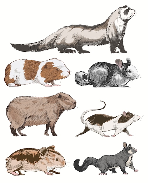 Vettore stile di disegno illustrazione della collezione di animali