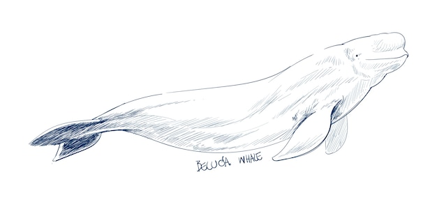 Illustration drawing style of beluga whale