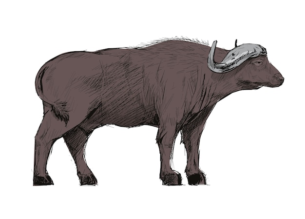 Illustration drawing style of buffalo