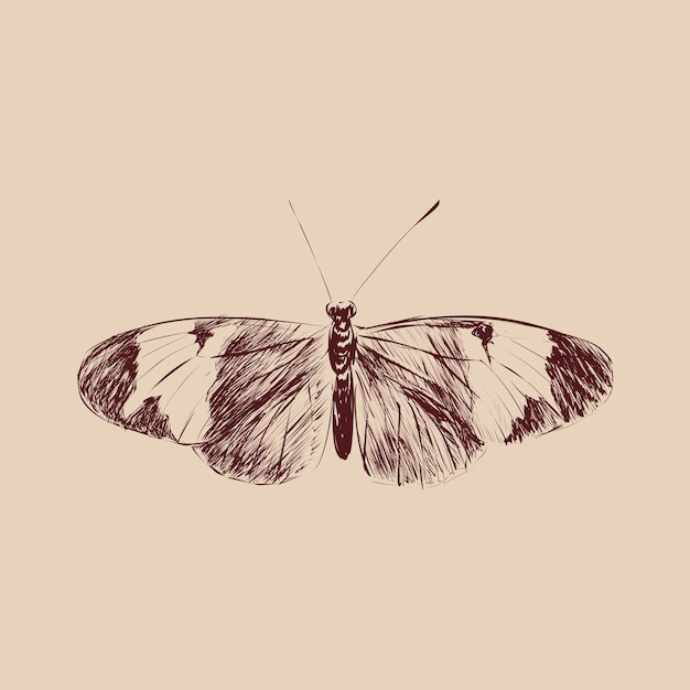 Illustration drawing style of butterfly