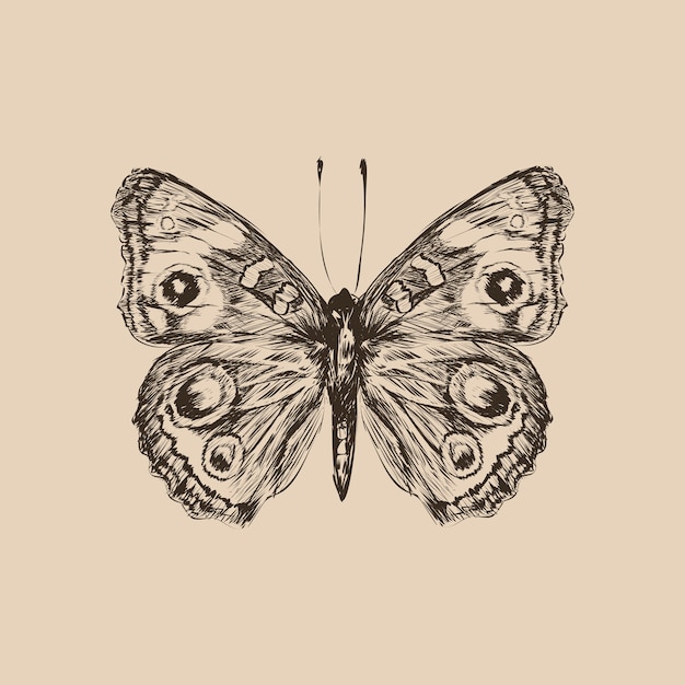 Illustration drawing style of butterfly