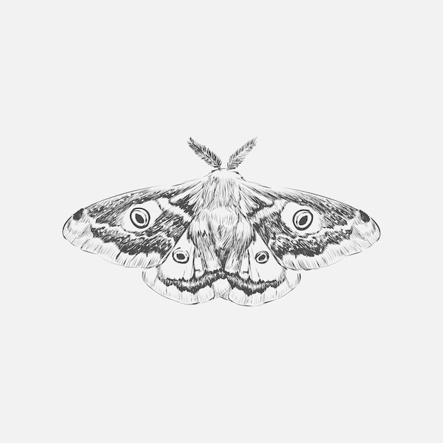 Vector illustration drawing style of butterfly