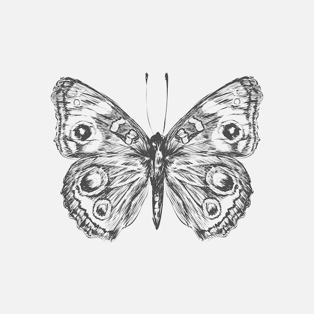 Vector illustration drawing style of butterfly