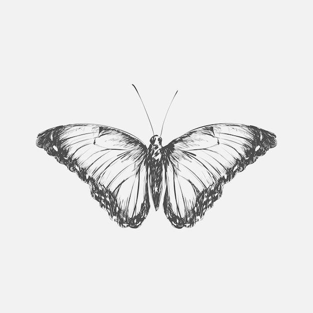 Vector illustration drawing style of butterfly