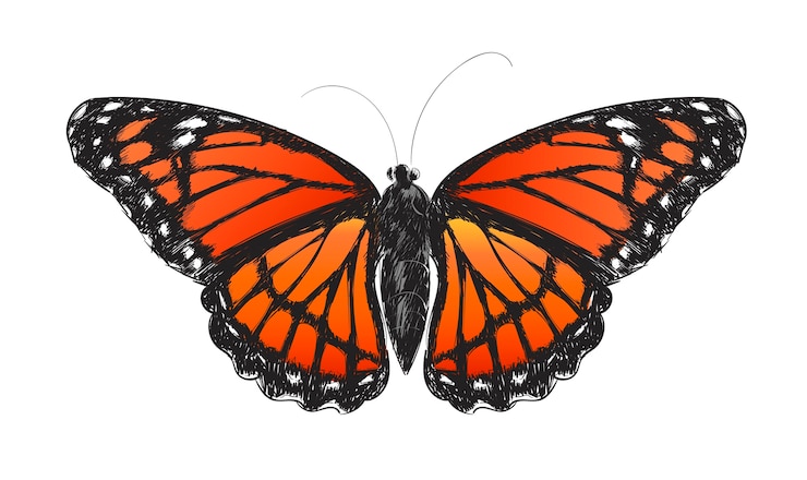 Vector illustration drawing style of butterfly 