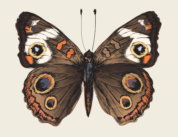 illustration drawing style of butterfly 