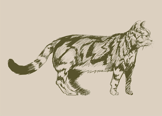 Vector illustration drawing style of cat