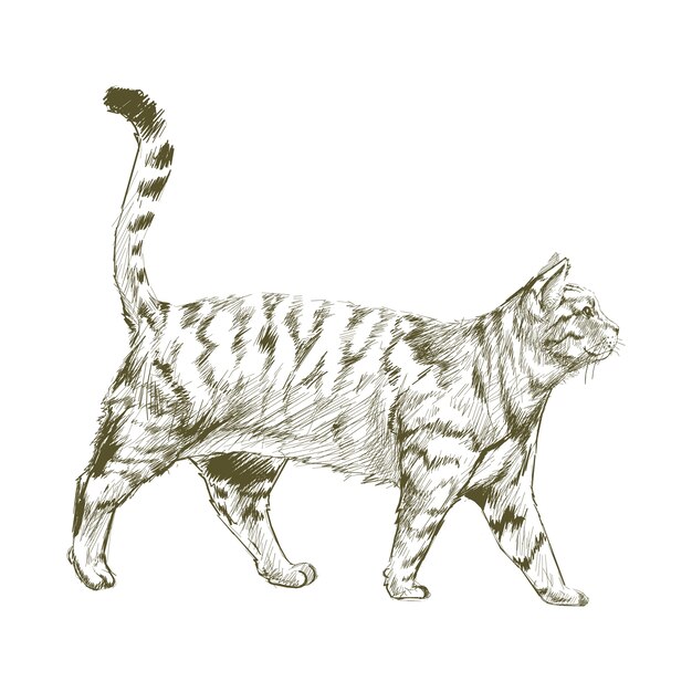 Illustration drawing style of cat