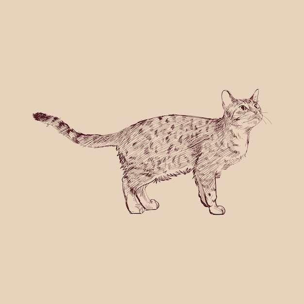 Vettore stile di disegno dell'illustrazione del gatto