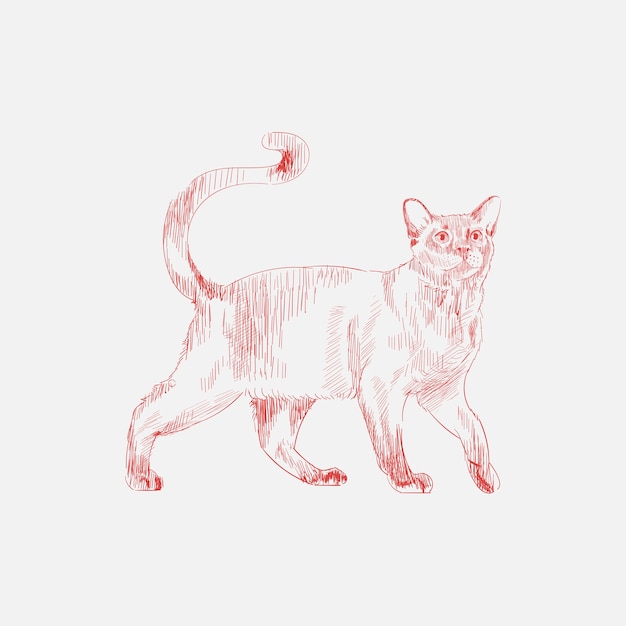 Illustration drawing style of cat