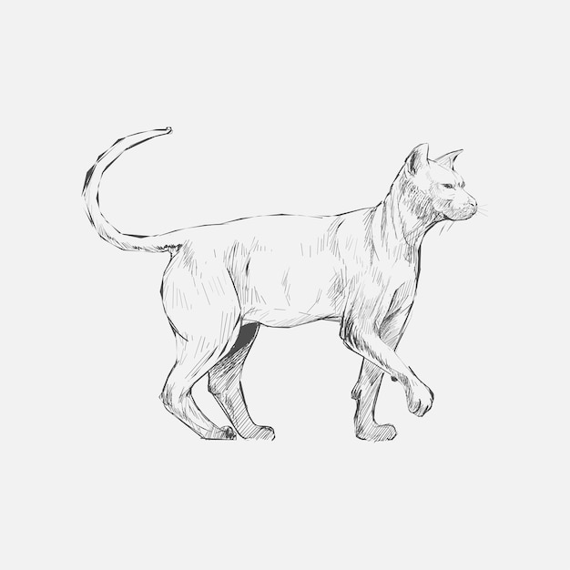 Vector illustration drawing style of cat