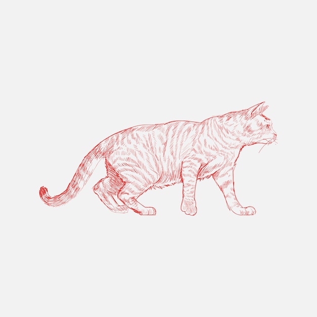 Illustration drawing style of cat