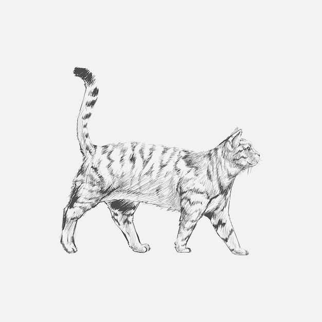 Stile di disegno dell'illustrazione del gatto