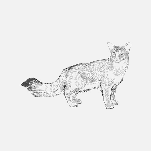 Vector illustration drawing style of cat