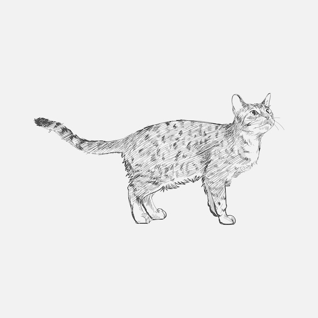 Stile di disegno dell'illustrazione del gatto